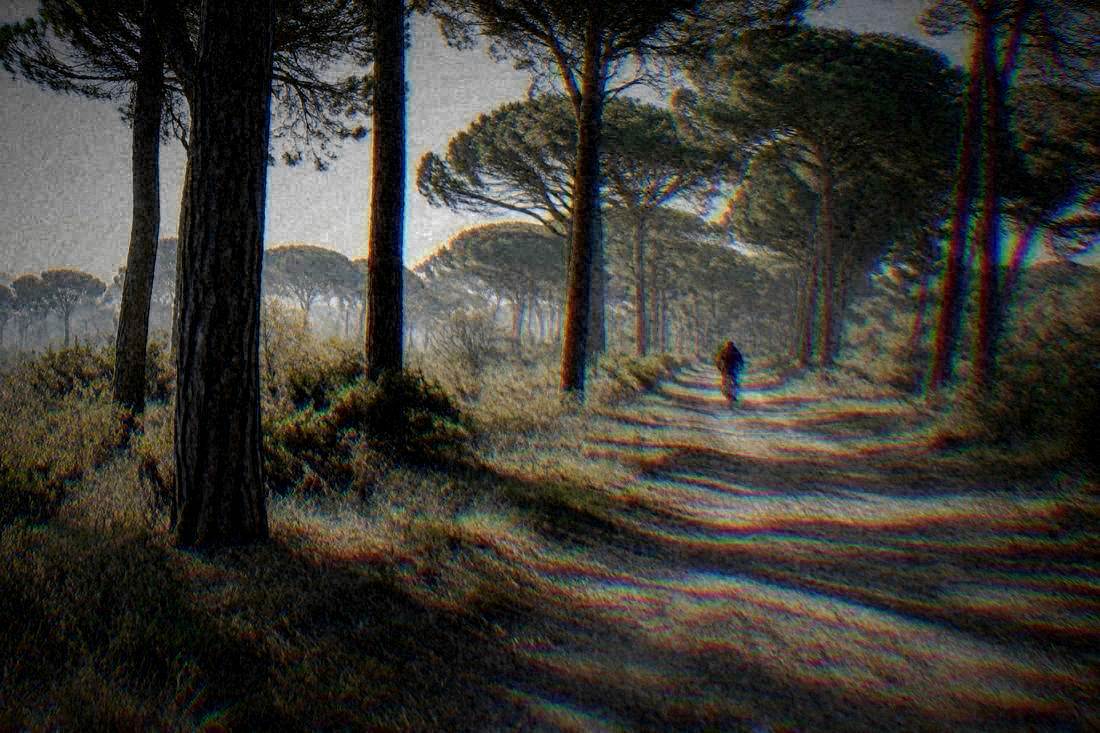 Pineta Di Classe in Ravenna, Italy