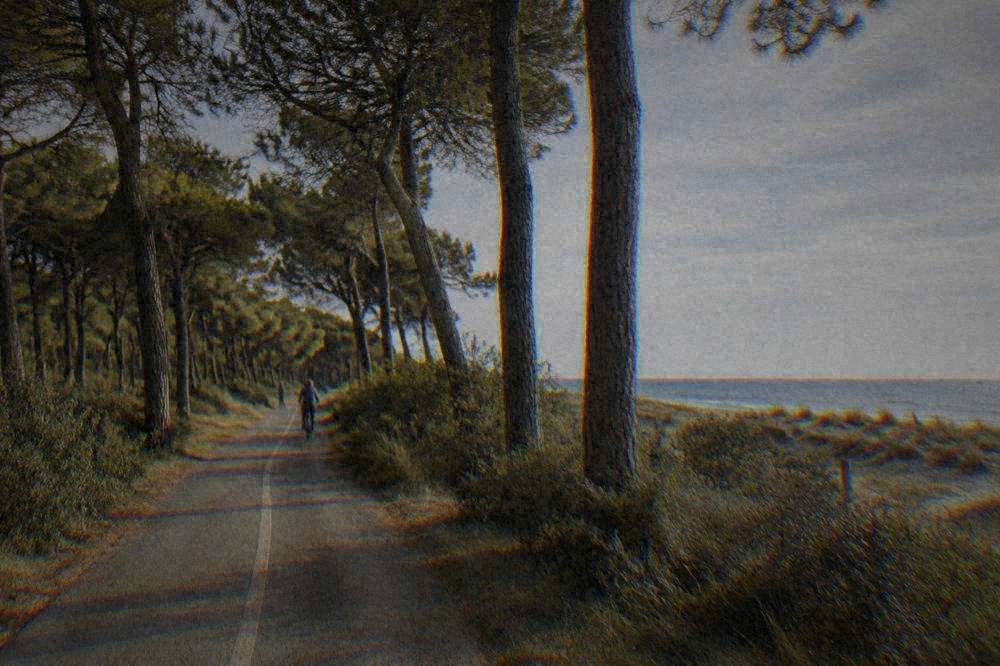A cycling path through a coastal pinewood toward the Adriatic shore