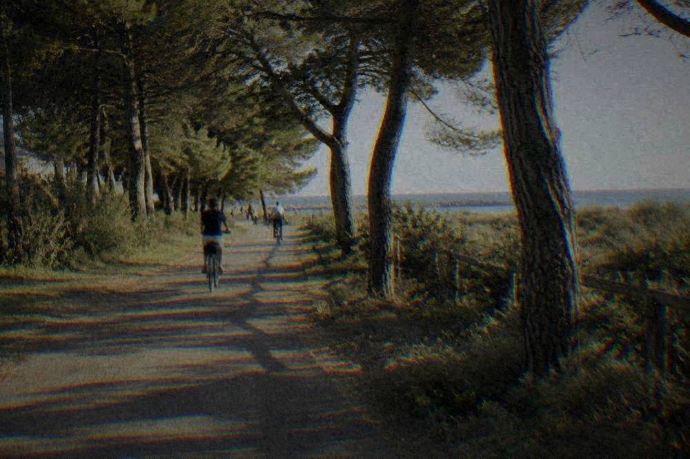 A pine-shaded cycling path leading from the flat inland plain towards the Adriatic coast
