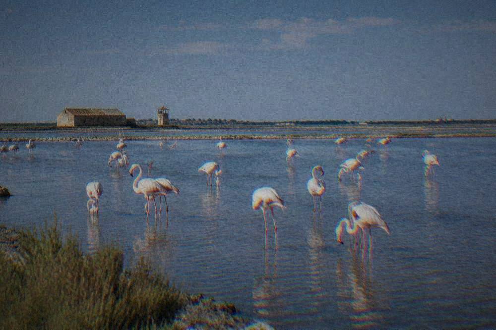 Pink flamingos standing in shallow salt-pan water at dawn