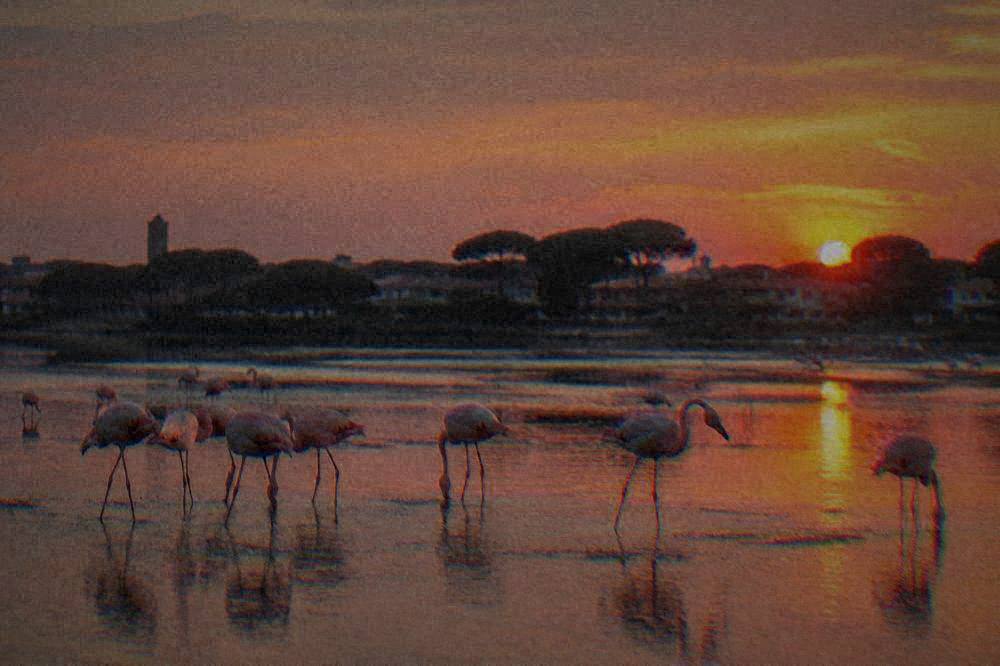 Pink flamingos standing in shallow salt pan water at sunset