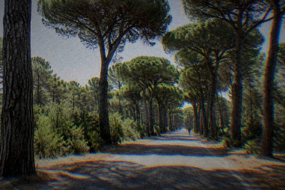 A straight road lined with stone pine trees running through a flat green pine forest
