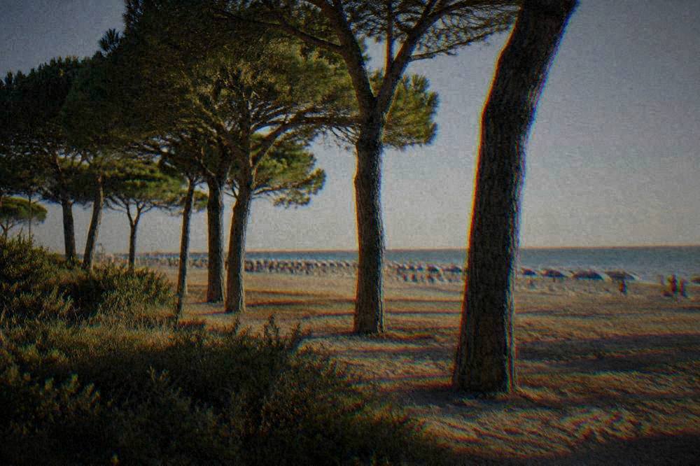 A sandy beach with rows of umbrellas behind a line of stone pine trees
