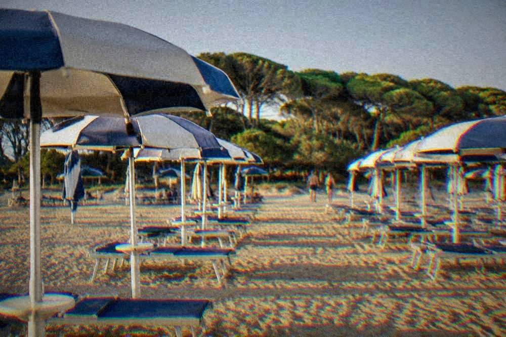 Sun umbrellas in neat rows on golden sand with a pine tree line behind
