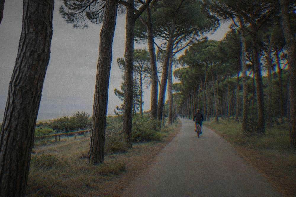 A cyclist on a flat path through tall maritime pine trees