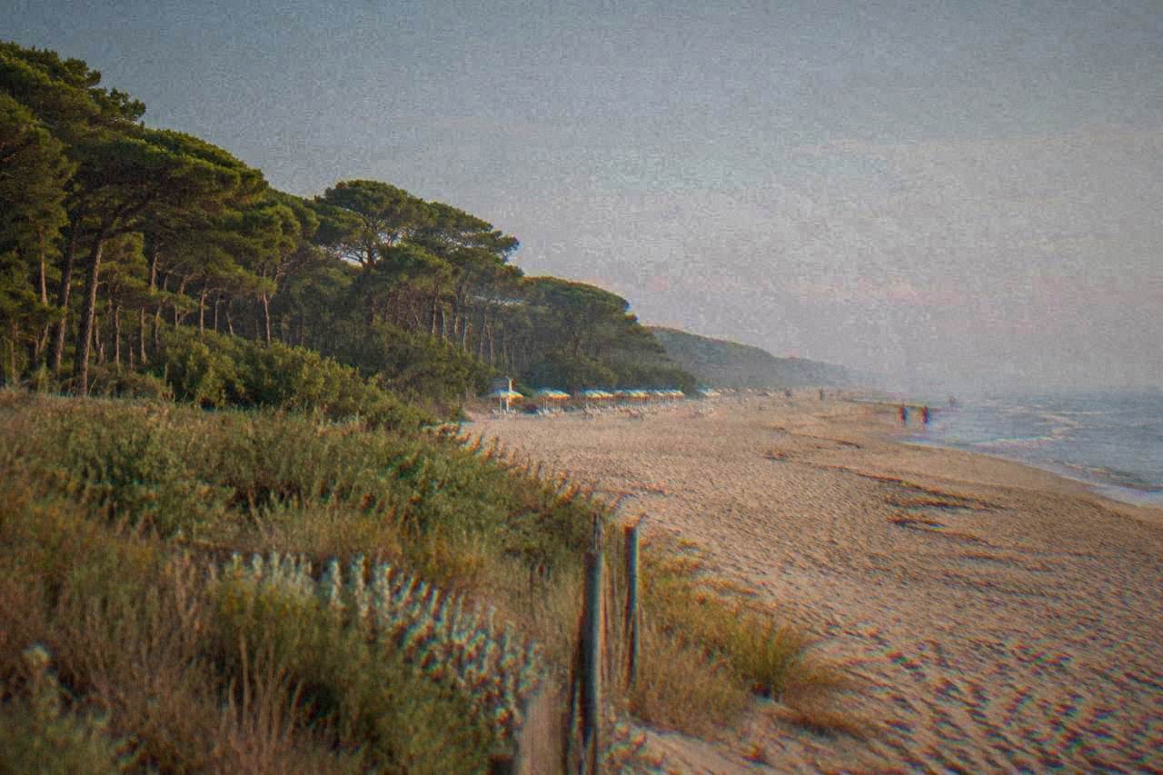 A quiet sandy beach with beach umbrellas behind a wide stretch of pine forest