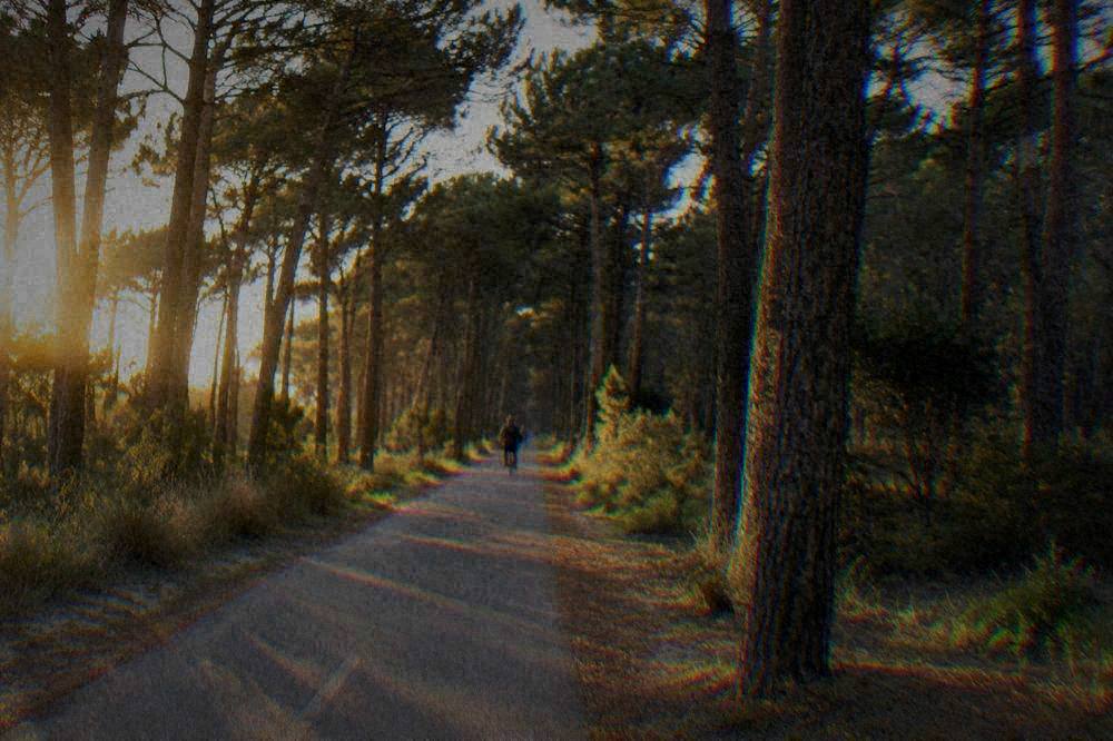 A cycle path running straight through a tall coastal pine forest