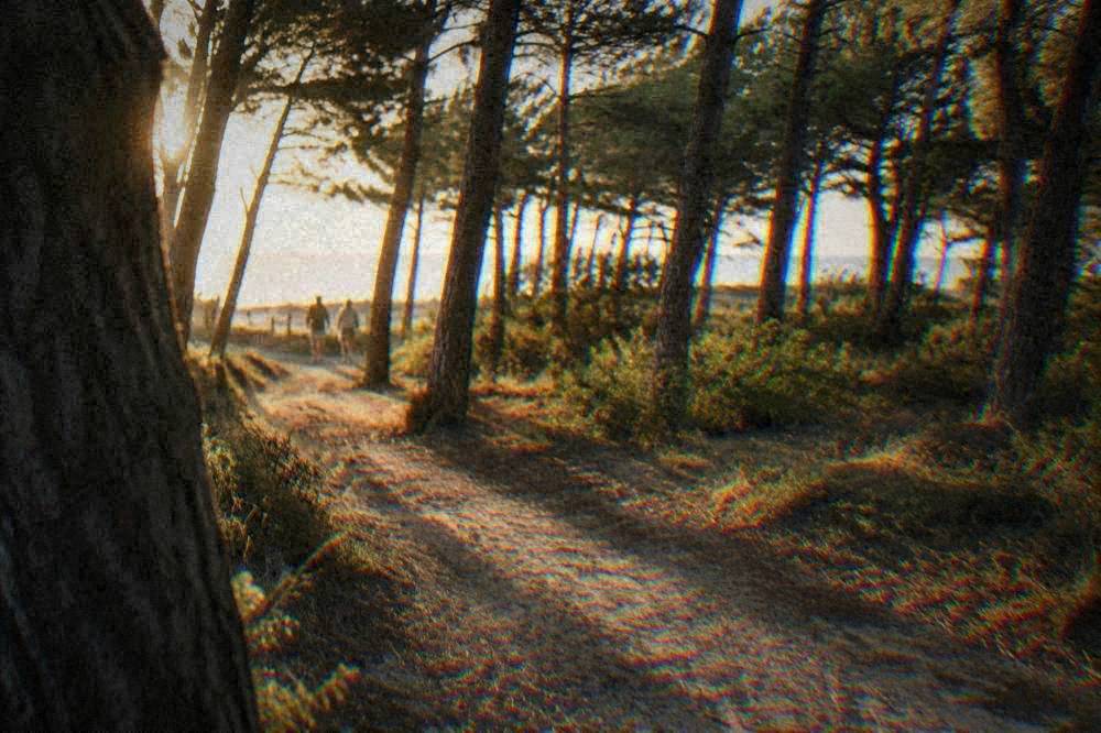 Sunlight filtering through pine trees onto a sandy forest path