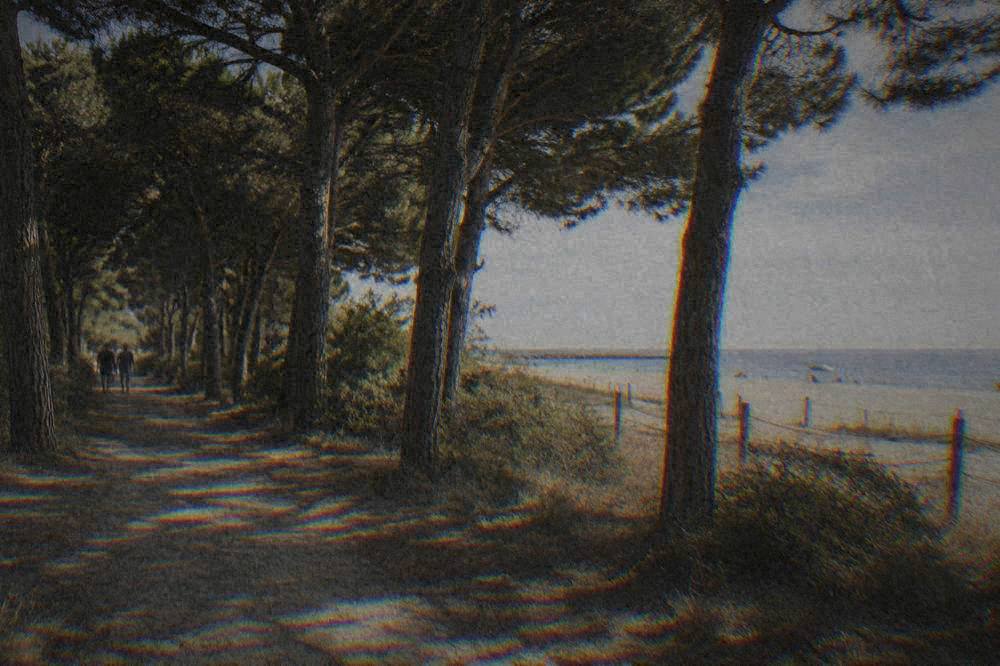 Pine trees behind the beach casting shade over a sandy path