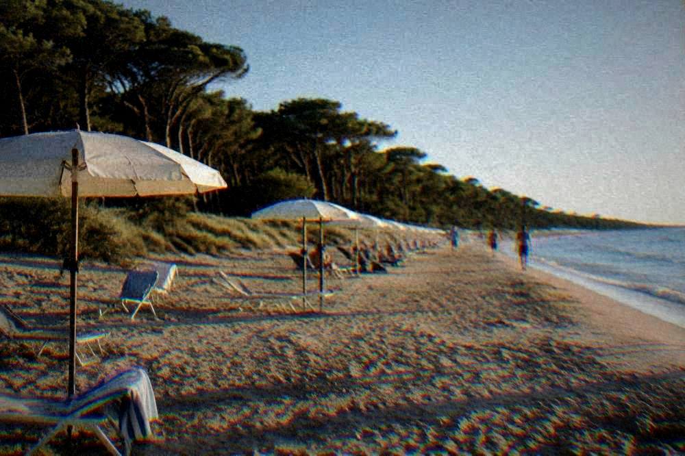 A sandy beach with a pine forest behind it and rows of parasols under a clear sky