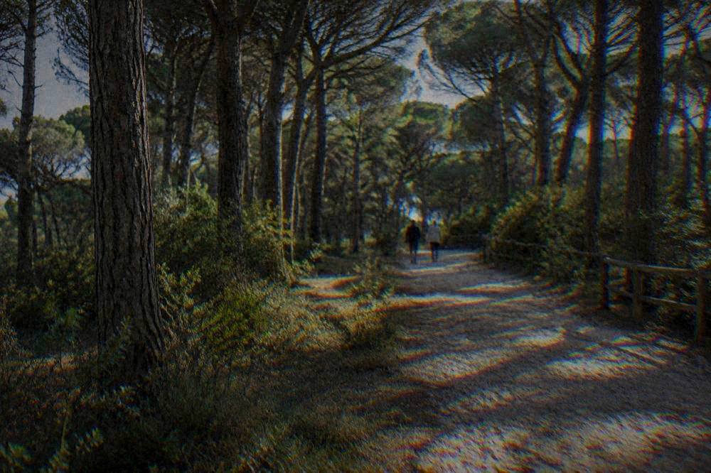 A pine forest path with soft sandy ground and dappled light