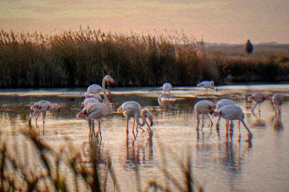 A shallow lagoon at dawn with pink flamingos standing in the water and reeds behind