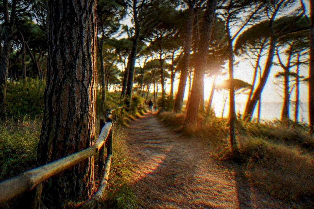 Pine forest path near the Ravenna coast with sunlight through the trees