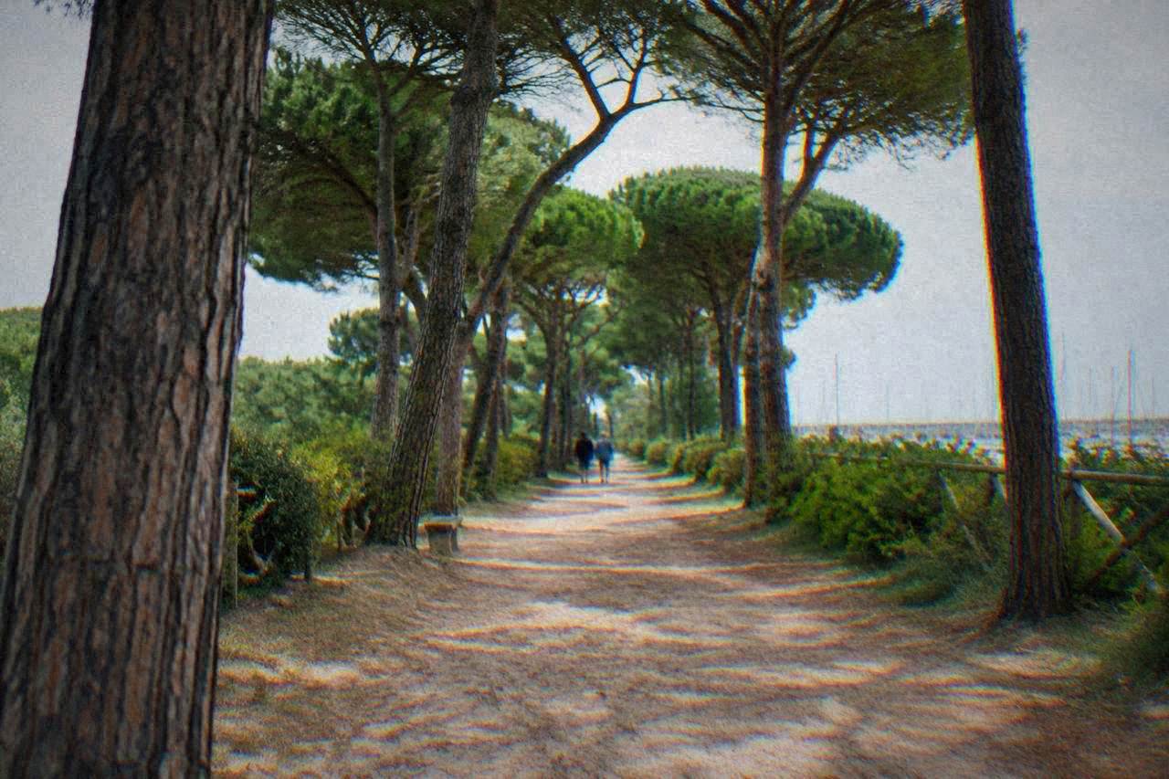 A wide pinewood near Ravenna with tall stone pines and a sandy path leading toward the coast