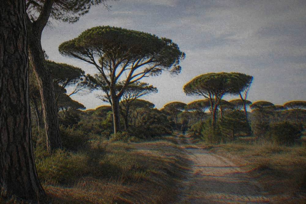 Sunlight filtering through pine branches onto a sandy track in the Classe pinewood