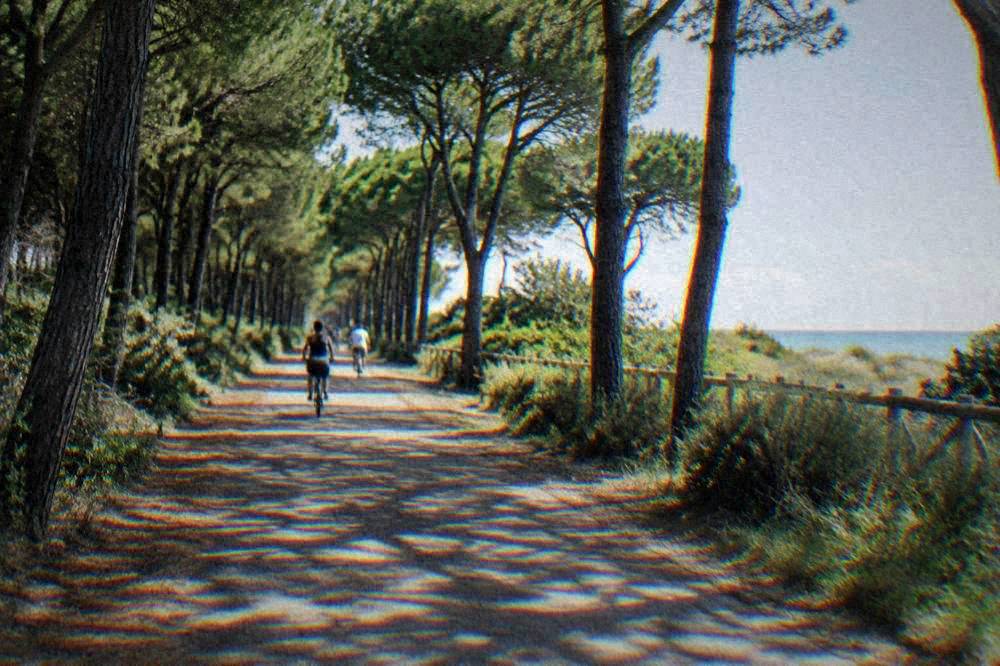 A straight sandy cycle path running through pine trunks near Ravenna