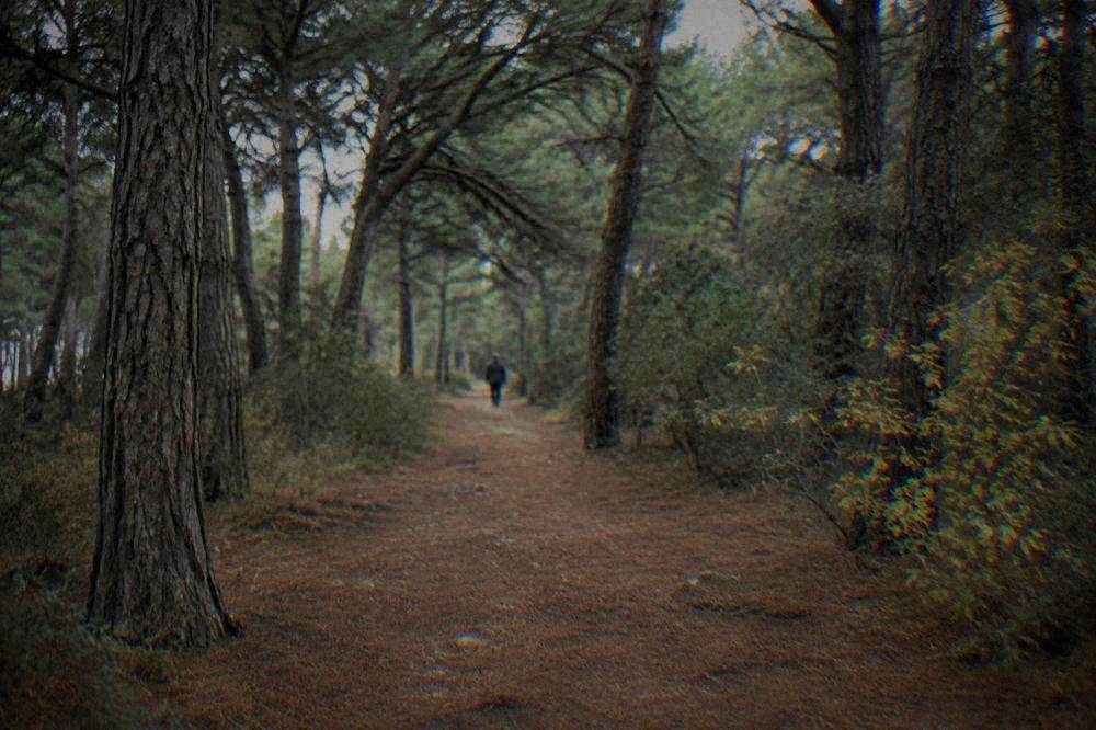 A family cycling together on a flat path through coastal pines