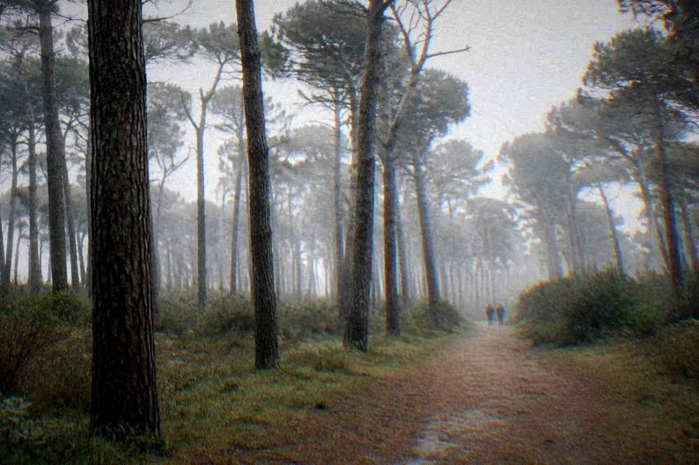 A sandy beach with pine trees behind it under a wide summer sky
