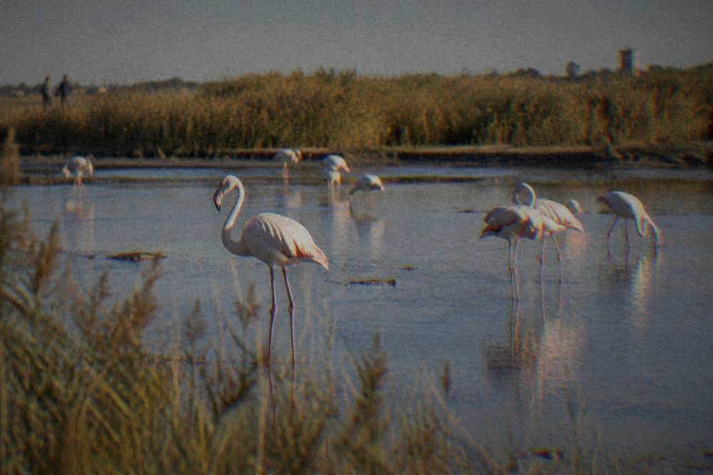 Flamingos standing in shallow salt-pan water with reeds in the background