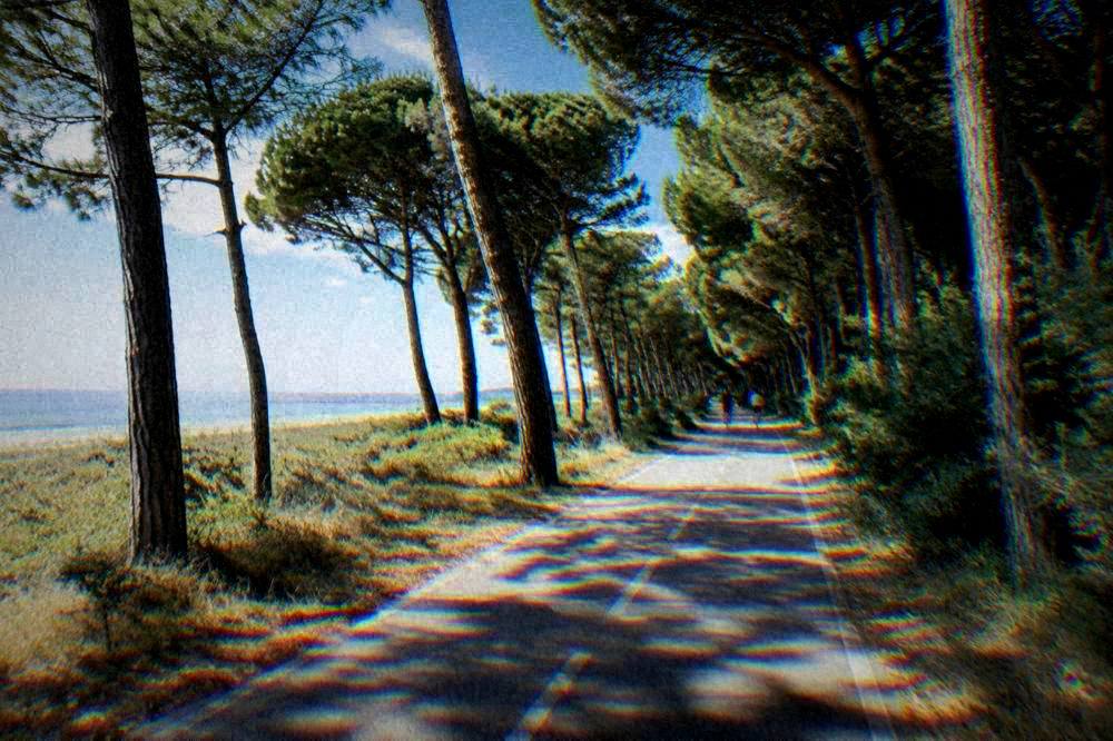 A flat cycle path through coastal pinewoods near Cervia with sunlight through the trees