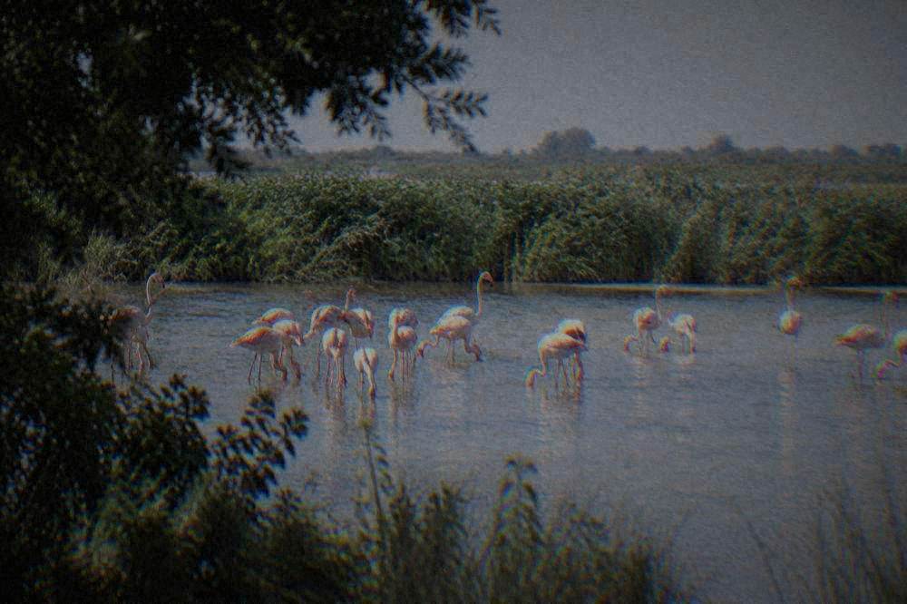 Pink flamingos standing in shallow lagoon water with reed beds behind them