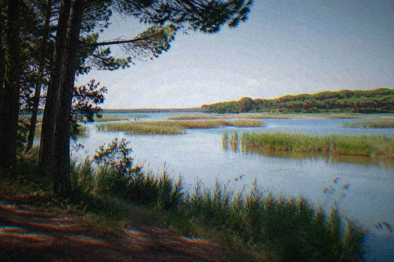 Wide view of shallow lagoon water with reed beds and distant pine woodland at the Po Delta