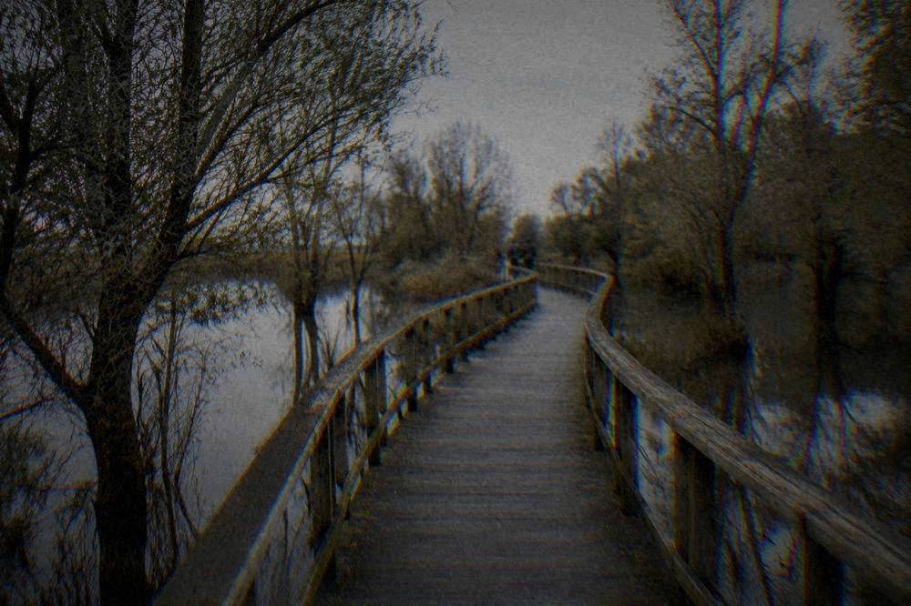 Boardwalk path leading through flooded woodland with still water on both sides