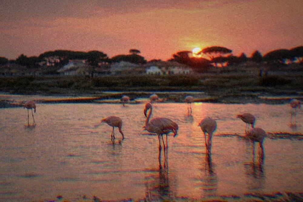 Pink flamingos standing in shallow salt pan water at dusk