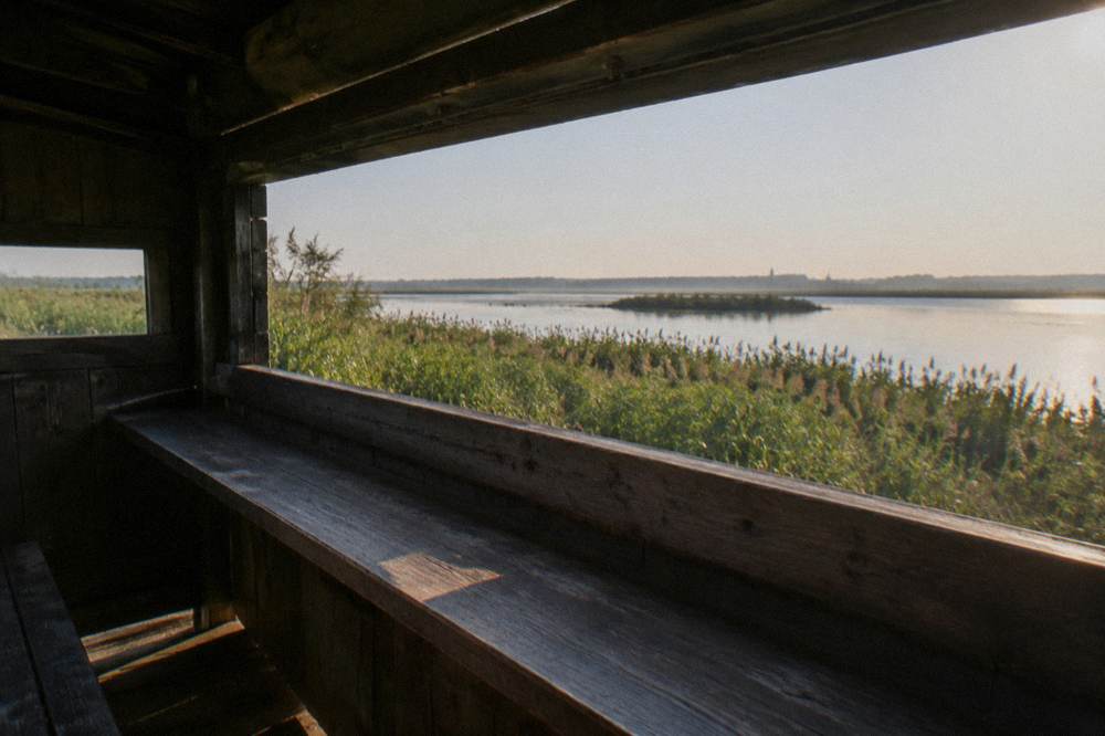 Bird hide overlooking a reed marsh at first light
