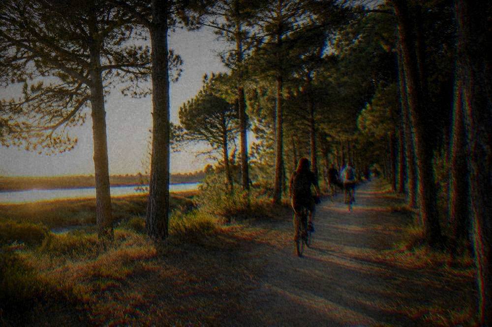 Cyclists on a flat path through pinewood with dappled light