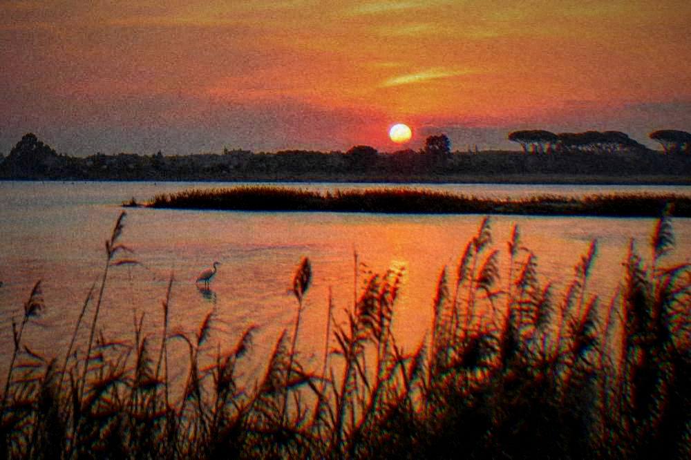 Sunset over brackish lagoon water with reed silhouettes and one white bird