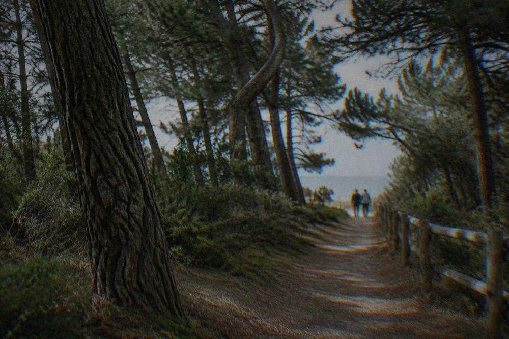 Pine woodland path near the Adriatic coast with dappled sunlight