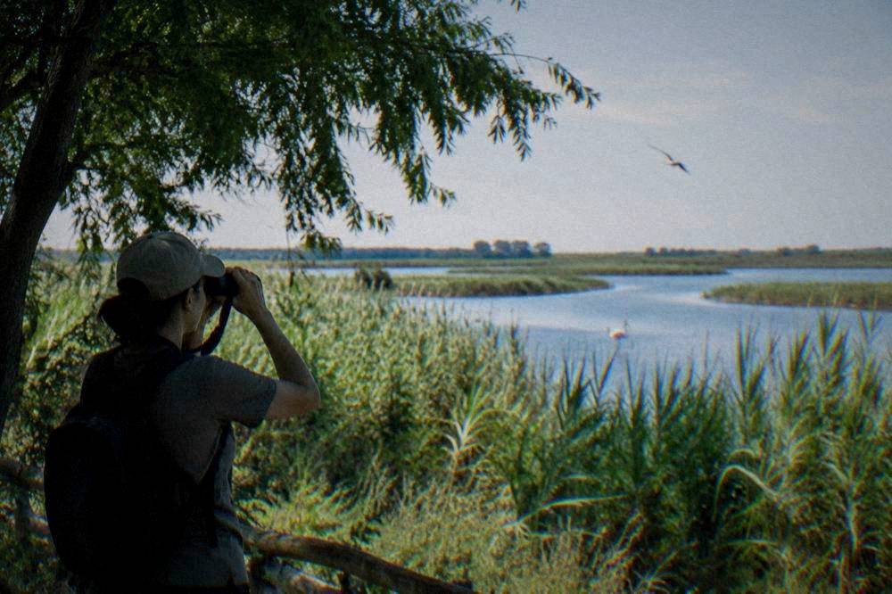 A birdwatcher with binoculars at a reed-lined wetland lagoon at dawn
