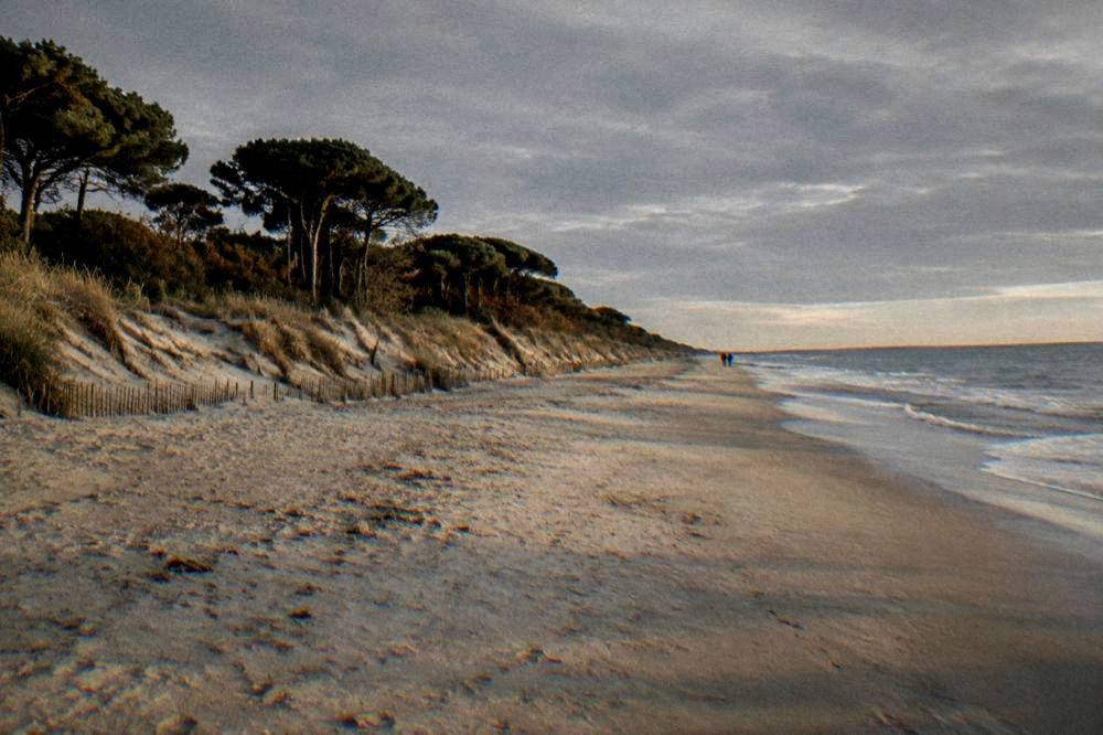 Empty sandy beach with a protective sand dune and pine trees under a grey autumn sky
