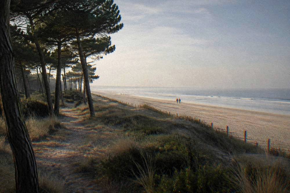 Coastal pinewood meeting a wide sandy beach under a soft sky