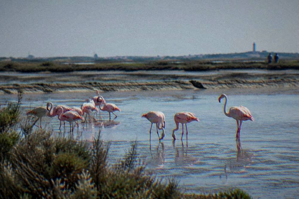 Pink flamingos standing in shallow salt-pan water at dawn