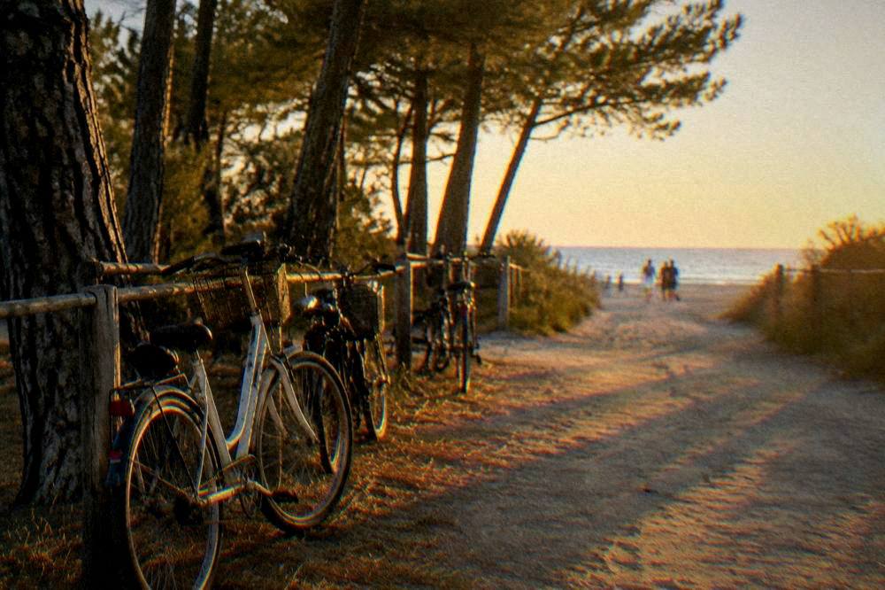 Bicycles parked beside a pinewood path leading toward the beach