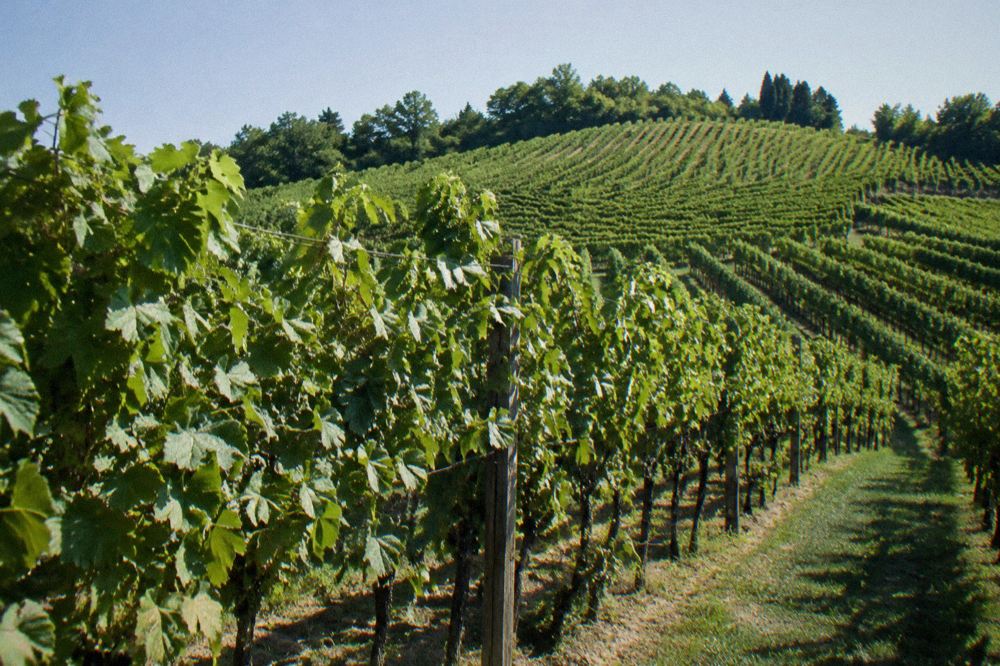 Rows of grapevines on a green hillside in Emilia-Romagna