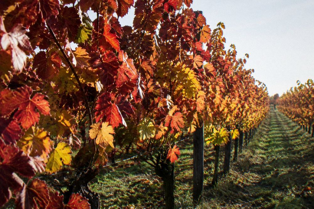 Vineyard rows with red and gold autumn leaves under a soft sky