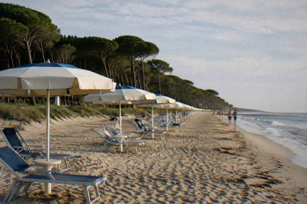Row of beach umbrellas on sand with a pine wood behind the shoreline
