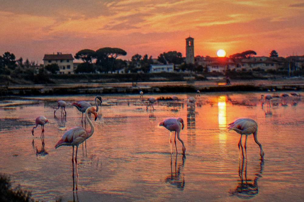 Pink flamingos standing in shallow salt pan water at dusk